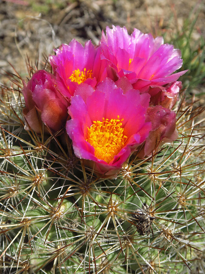 basalt cactus (Pediocactus nigrispinus (Pediocactus simpsonii var. robustior)) [Baldy Mountain Trail, Kittitas County, Washington]
