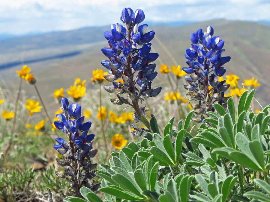 rock lupines (Lupinus saxosus (Lupinus polyphyllus var. saxosus)) [Baldy Mountain Trail, Kittitas County, Washington]