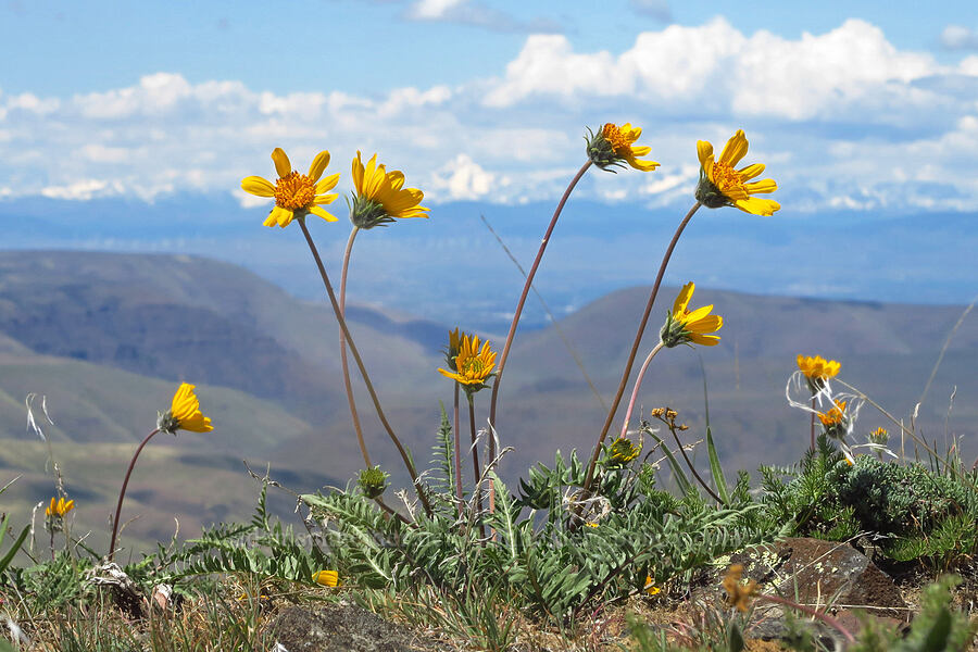 Hooker's balsamroot (Balsamorhiza hookeri) [Baldy Mountain Trail, Kittitas County, Washington]
