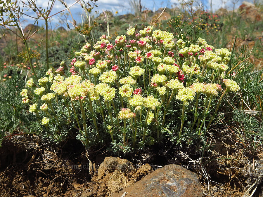 thyme-leaf buckwheat (Eriogonum thymoides) [Baldy Mountain Trail, Kittitas County, Washington]