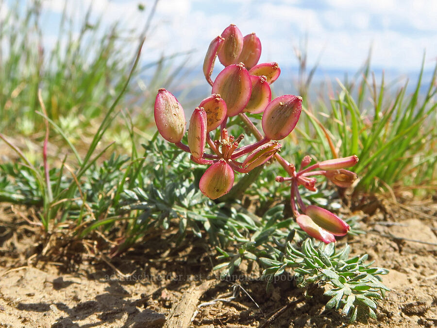 Canby's desert parsley, going to seed (Lomatium canbyi (Cogswellia canbyi)) [Baldy Mountain Trail, Kittitas County, Washington]