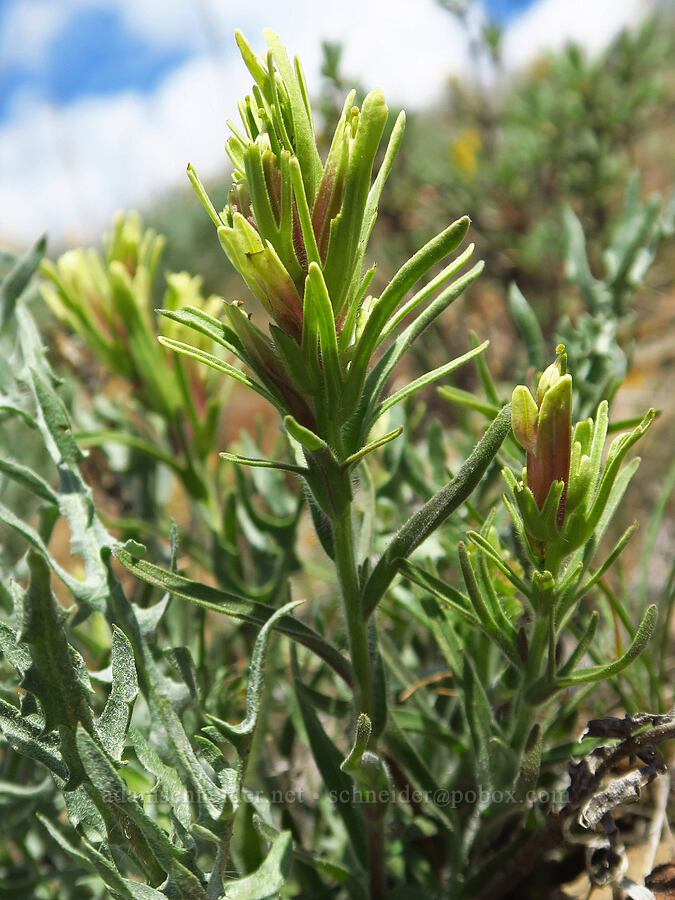 Thompson's paintbrush (Castilleja thompsonii) [Baldy Mountain Trail, Kittitas County, Washington]