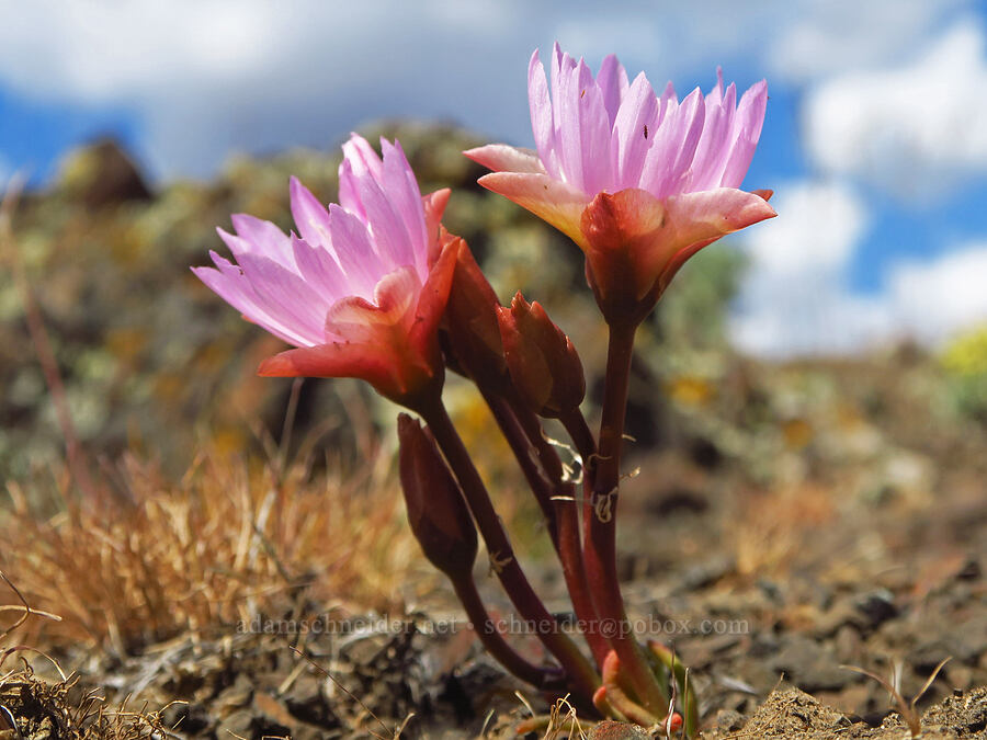 bitterroot (Lewisia rediviva) [Baldy Mountain Trail, Kittitas County, Washington]