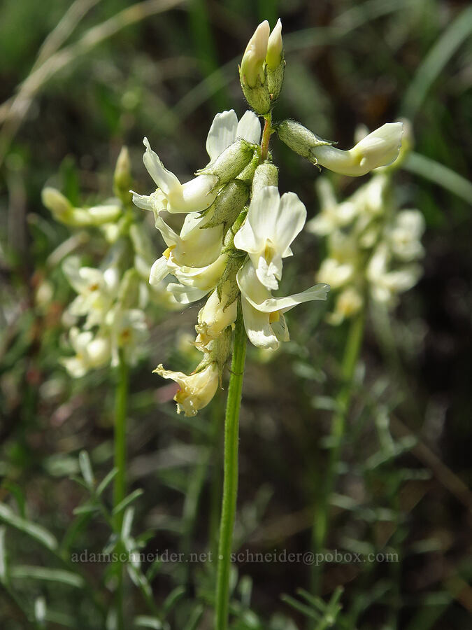milk-vetch (Astragalus sp.) [Baldy Mountain Trail, Kittitas County, Washington]
