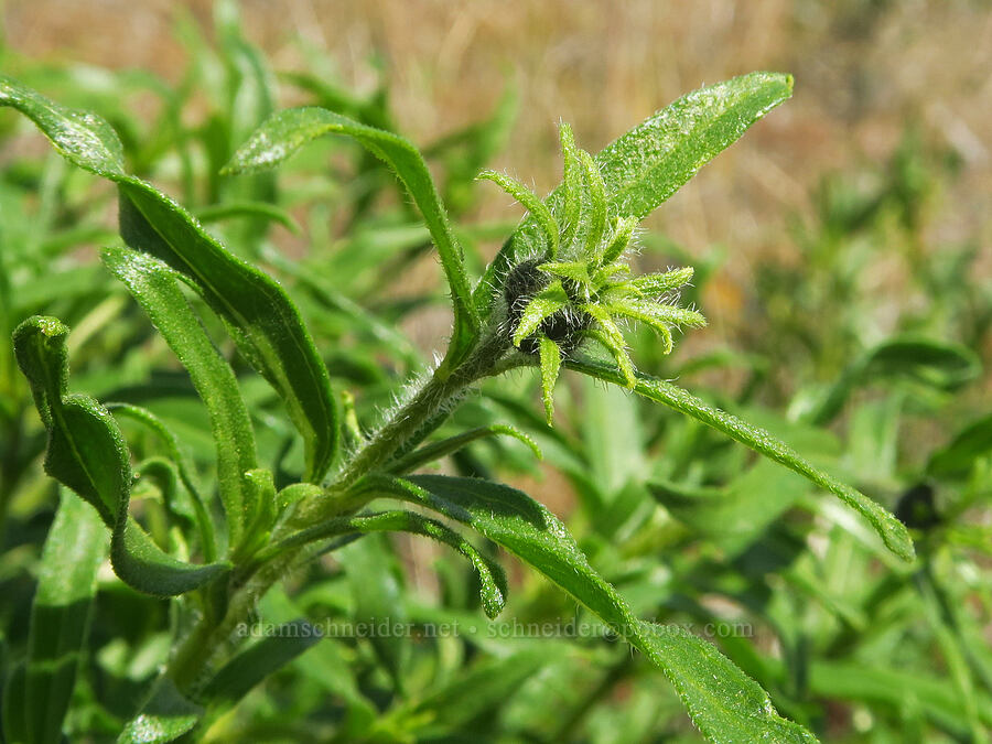 Cusick's sunflowers (?), budding (Helianthus cusickii) [T. P. Jim Trail, Kittitas County, Washington]