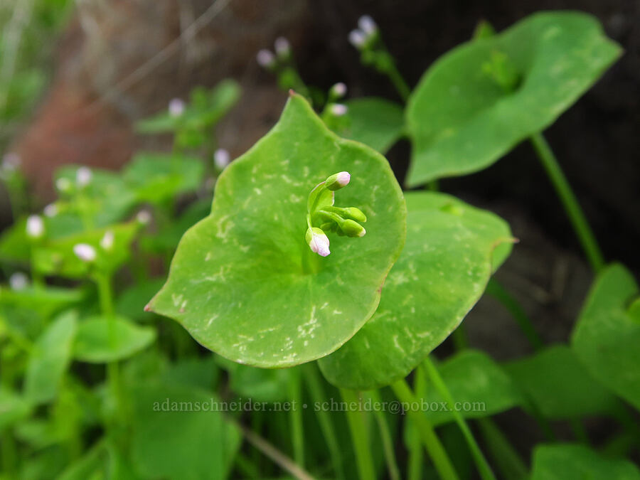 miner's lettuce (Claytonia perfoliata) [Umtanum Creek Canyon, Kittitas County, Washington]