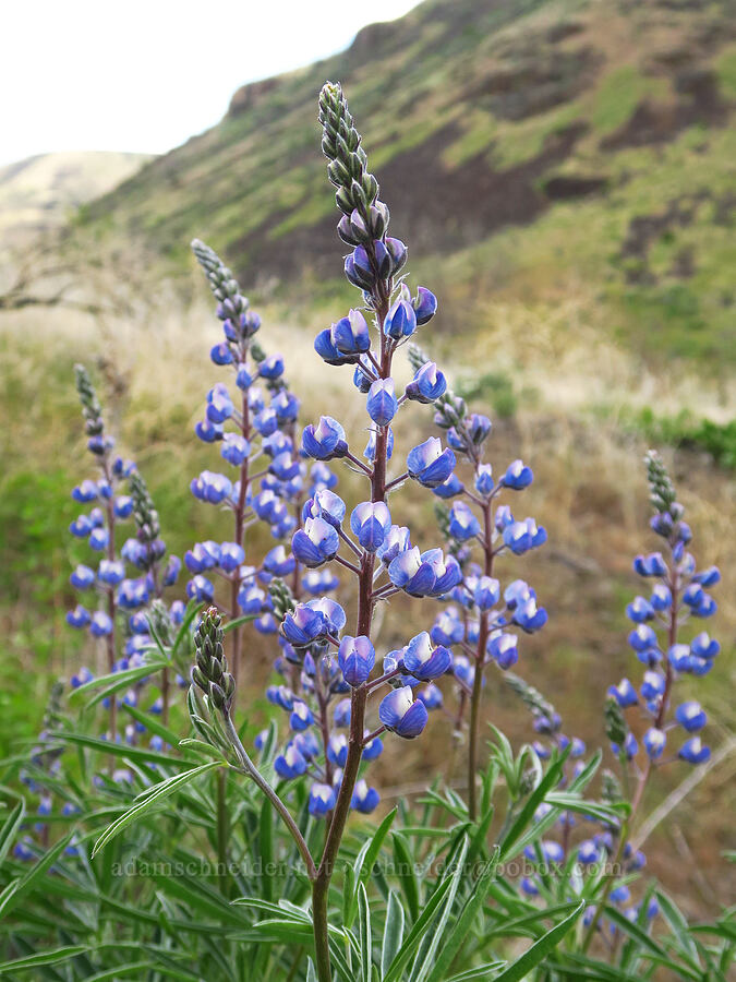 lupines (Lupinus sp.) [Umtanum Creek Canyon, Kittitas County, Washington]