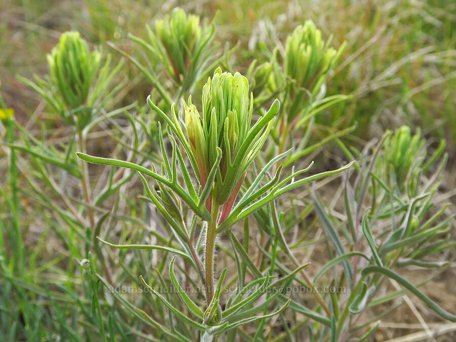 Thompson's paintbrush (Castilleja thompsonii) [Umtanum Creek Canyon, Kittitas County, Washington]