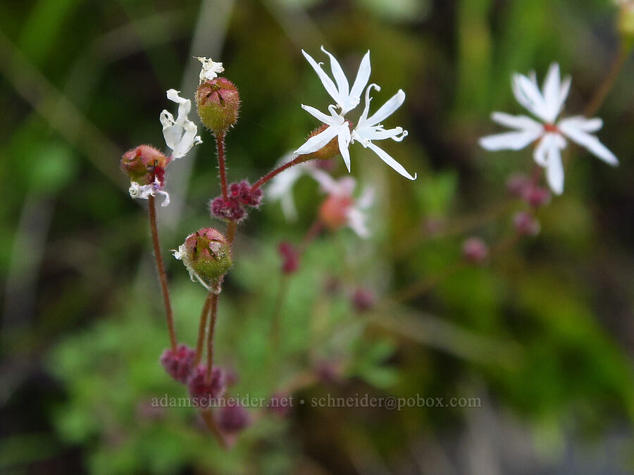 bulblet prairie star (Lithophragma glabrum) [Umtanum Creek Canyon, Kittitas County, Washington]