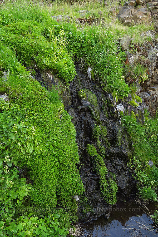 weeping wall [Umtanum Creek Canyon, Kittitas County, Washington]