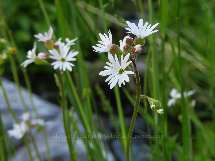 prairie stars (Lithophragma parviflorum) [Umtanum Creek Canyon, Kittitas County, Washington]