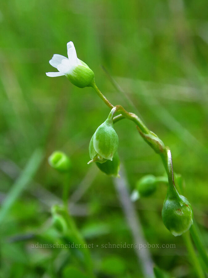 narrow-leaf montia (Montia linearis (Claytonia linearis)) [Umtanum Creek Canyon, Kittitas County, Washington]