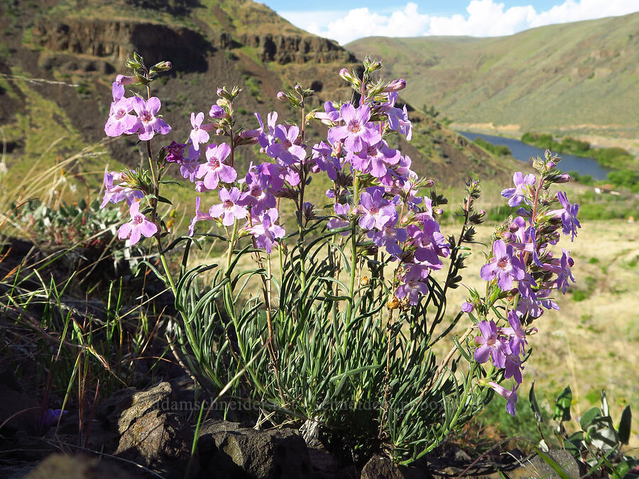 Gairdner's penstemon (Penstemon gairdneri var. gairdneri) [Umtanum Creek Canyon, Kittitas County, Washington]