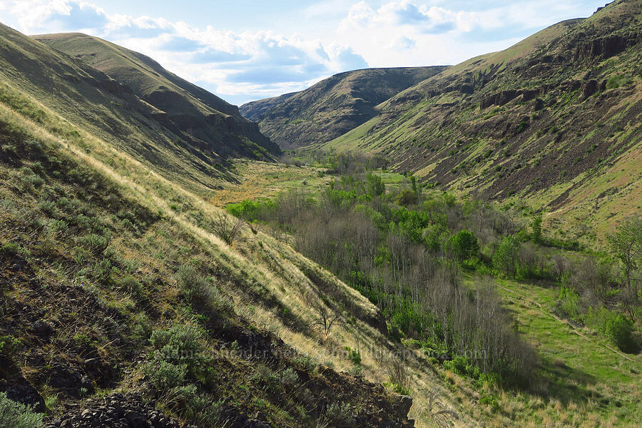 Umtanum Creek Canyon [Umtanum Creek Canyon, Kittitas County, Washington]