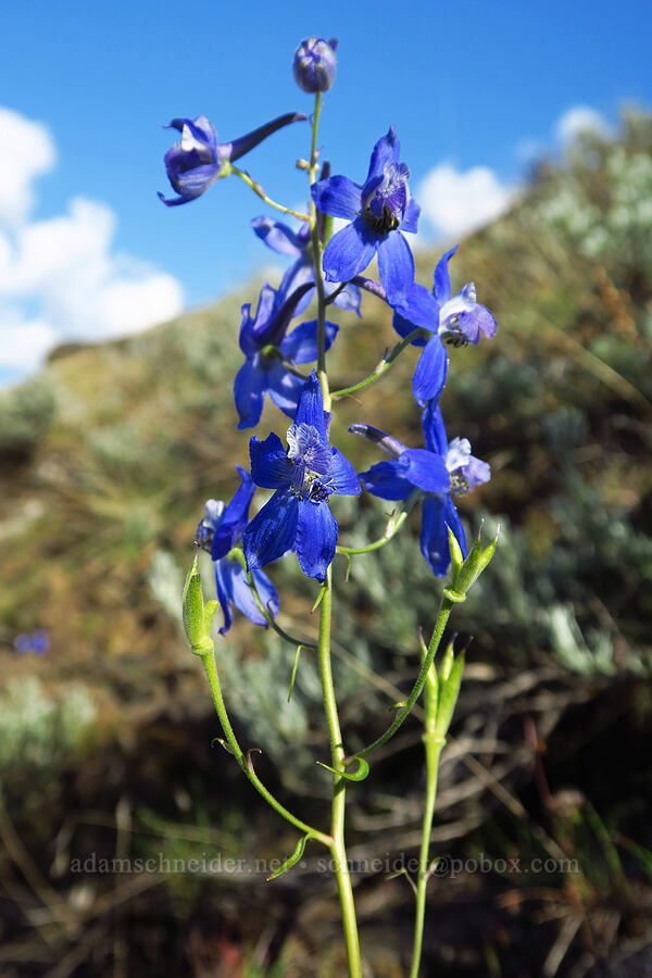 rockslide larkspur (Delphinium glareosum) [Umtanum Creek Canyon, Kittitas County, Washington]