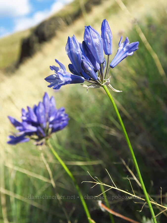 large-flowered triteleia (Triteleia grandiflora) [Umtanum Creek Canyon, Kittitas County, Washington]