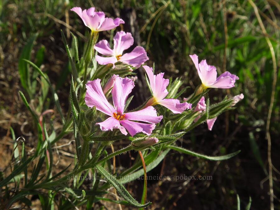 long-leaf phlox with fringed petals (Phlox longifolia) [Umtanum Creek Canyon, Kittitas County, Washington]