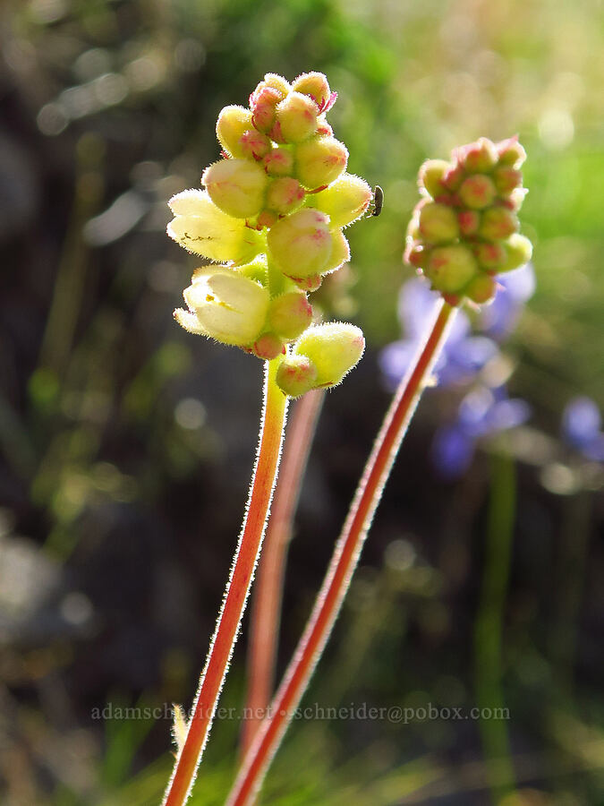 round-leaf alumroot (Heuchera cylindrica) [Umtanum Creek Canyon, Kittitas County, Washington]