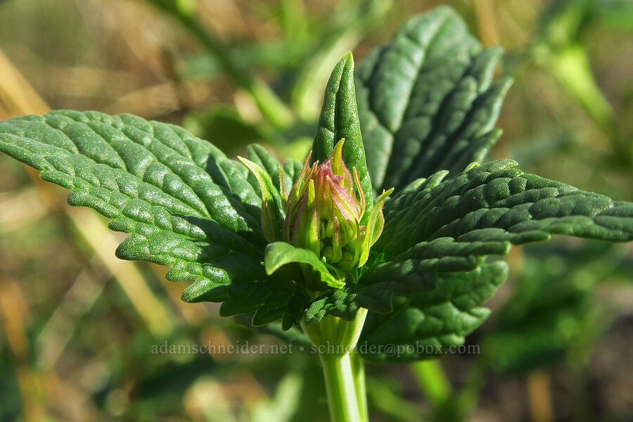 western horse-mint, budding (Agastache occidentalis) [Umtanum Creek Canyon, Kittitas County, Washington]