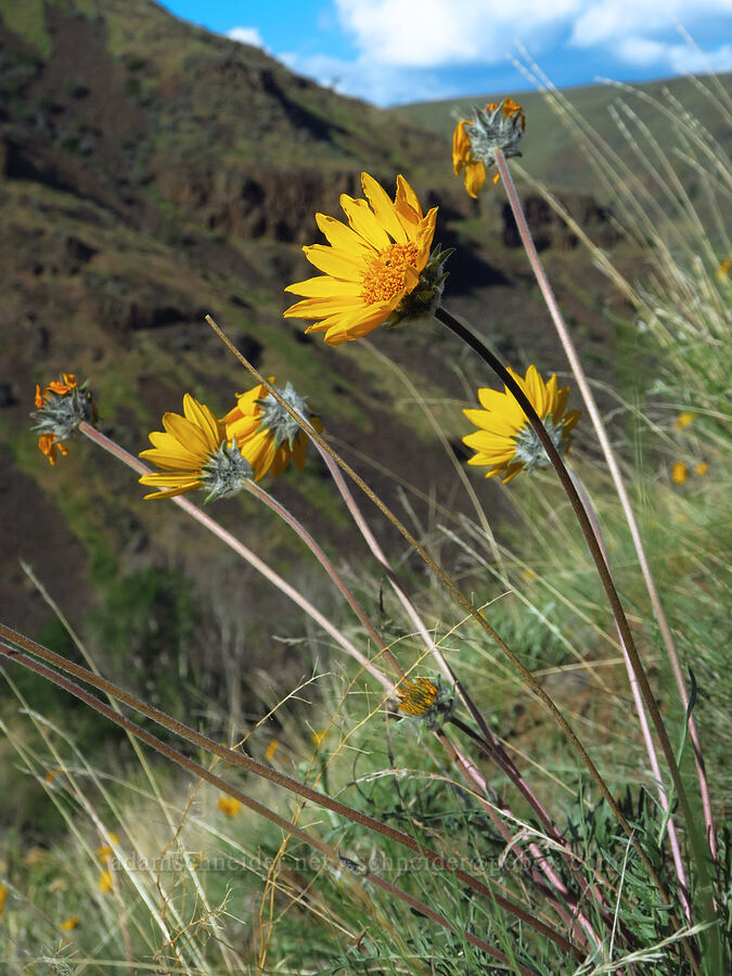 Hooker's balsamroot (Balsamorhiza hookeri) [Umtanum Creek Canyon, Kittitas County, Washington]