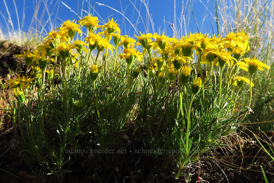 narrow-leaf goldenweed (Nestotus stenophyllus (Haplopappus stenophyllus)) [Umtanum Creek Canyon, Kittitas County, Washington]