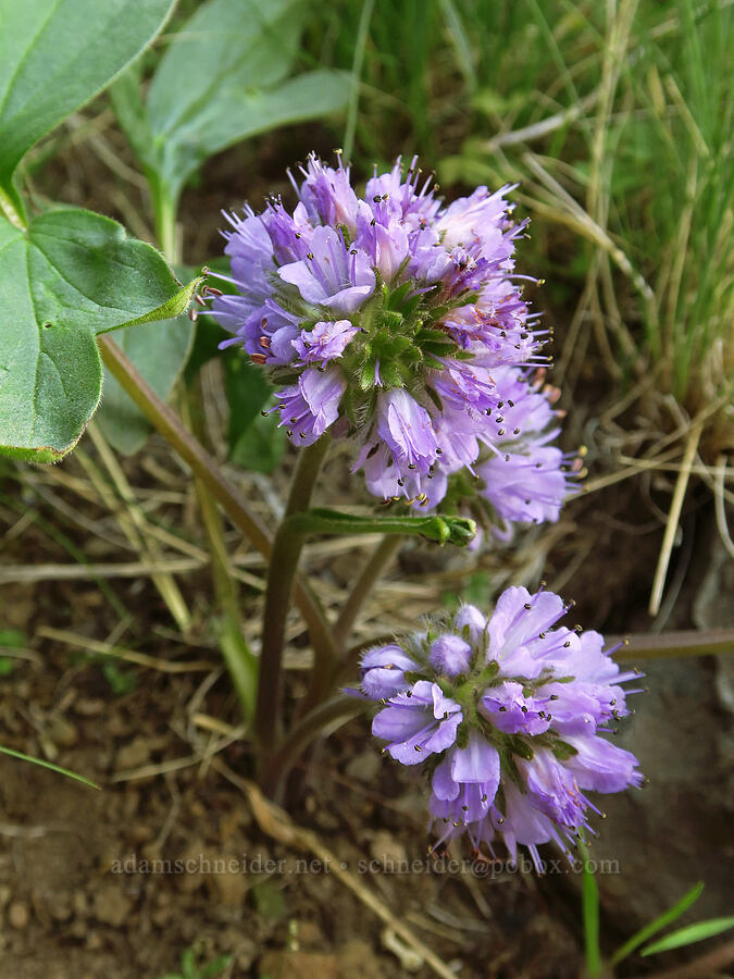 ball-head waterleaf (Hydrophyllum capitatum var. capitatum) [Umtanum Creek Canyon, Kittitas County, Washington]