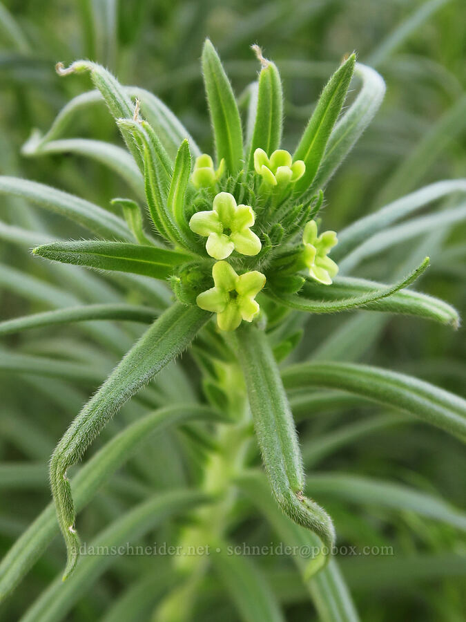 Columbia puccoon (Lithospermum ruderale) [Umtanum Creek Canyon, Kittitas County, Washington]