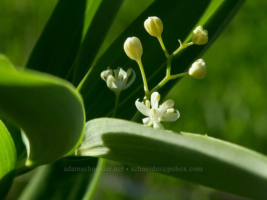 starry false-Solomon's-seal (Maianthemum stellatum (Smilacina stellata)) [Umtanum Creek Canyon, Kittitas County, Washington]
