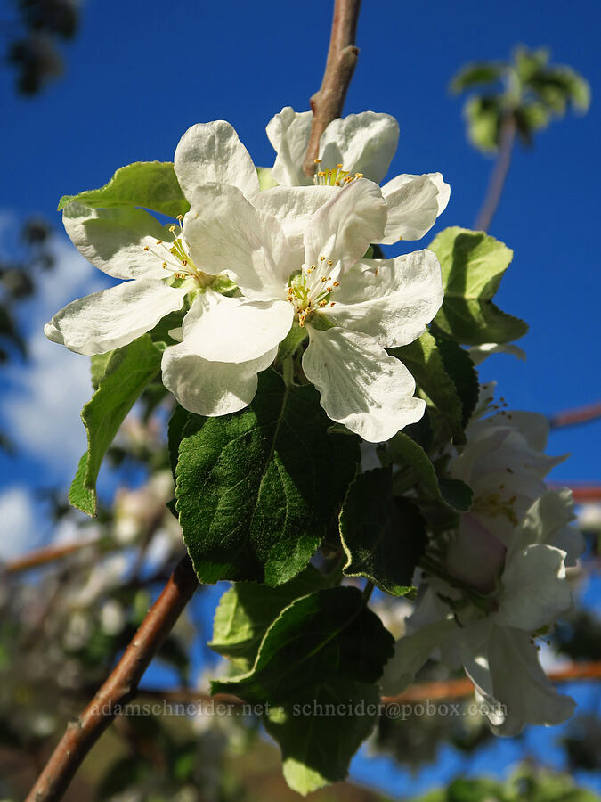 feral fruit tree [Umtanum Creek Canyon, Kittitas County, Washington]