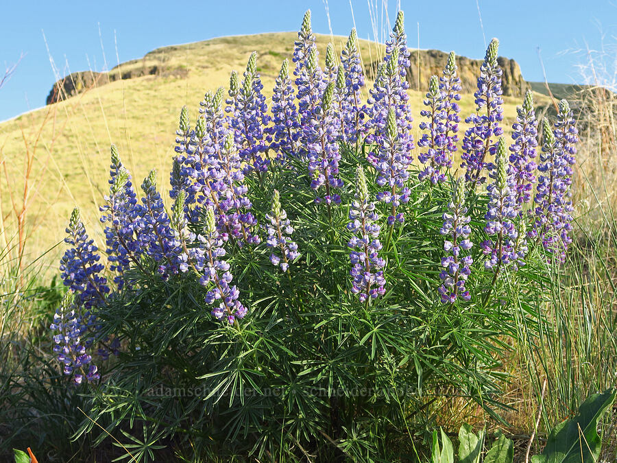 lupines (Lupinus sp.) [Umtanum Creek Canyon, Kittitas County, Washington]