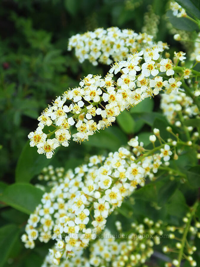 chokecherry flowers (Prunus virginiana) [Umtanum Recreation Site, Kittitas County, Washington]
