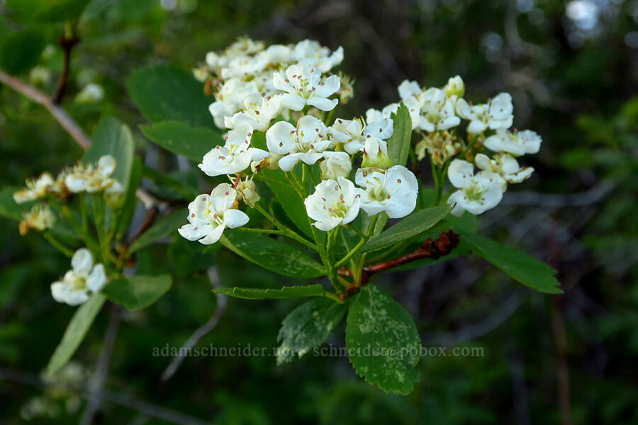 black hawthorn flowers (Crataegus douglasii) [Umtanum Recreation Site, Kittitas County, Washington]