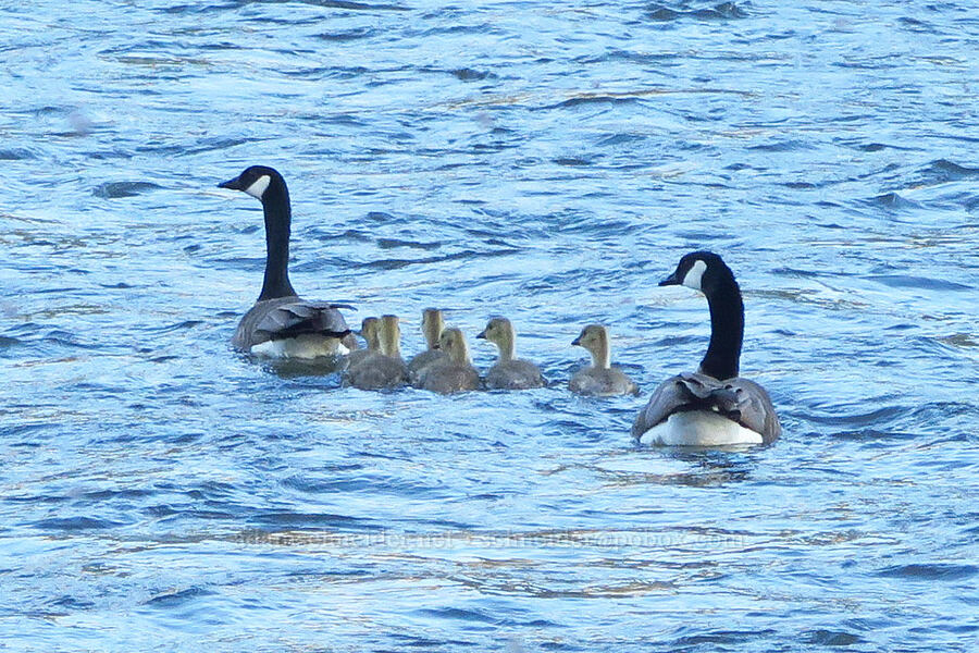 Canada goose family (Branta canadensis) [Lmuma Creek Recreation Site, Kittitas County, Washington]