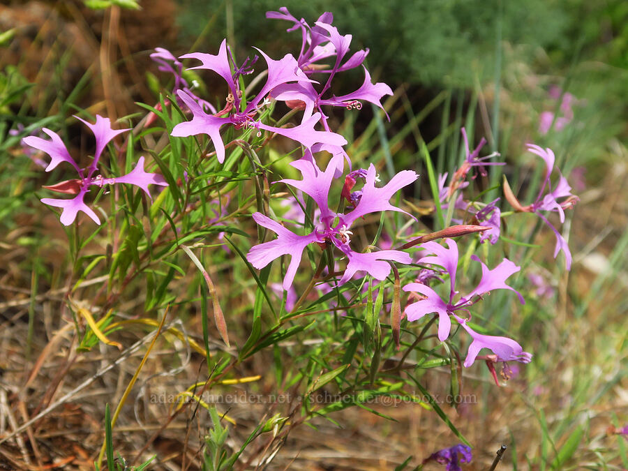 elkhorn clarkia (Clarkia pulchella) [West Mountain Road, Asotin County, Washington]