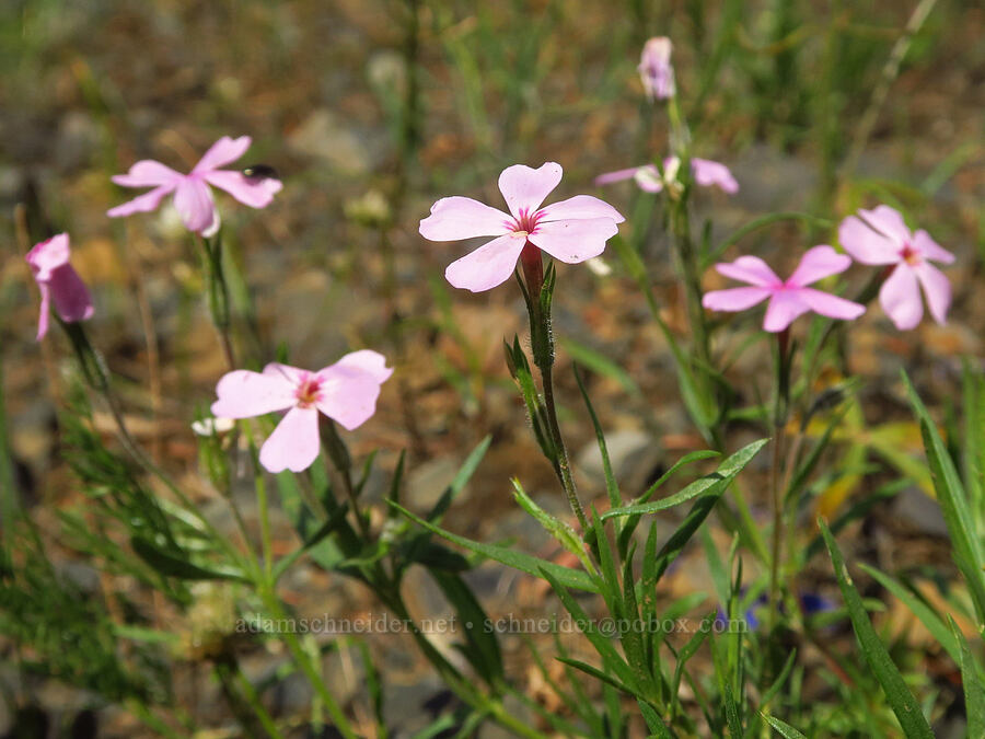 sticky phlox (Phlox viscida) [Anatone Butte, Umatilla National Forest, Asotin County, Washington]