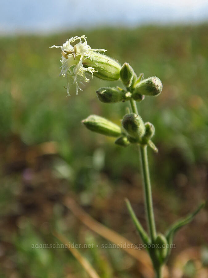 Oregon catchfly (Silene oregana) [Anatone Butte, Umatilla National Forest, Asotin County, Washington]