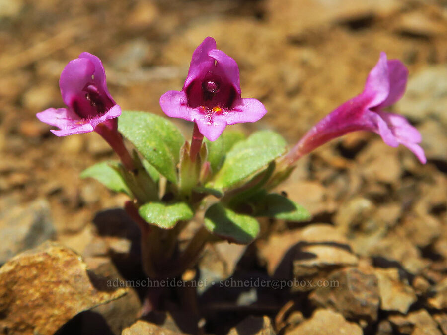 dwarf purple monkeyflower (Diplacus nanus (Mimulus nanus)) [Anatone Butte, Umatilla National Forest, Asotin County, Washington]