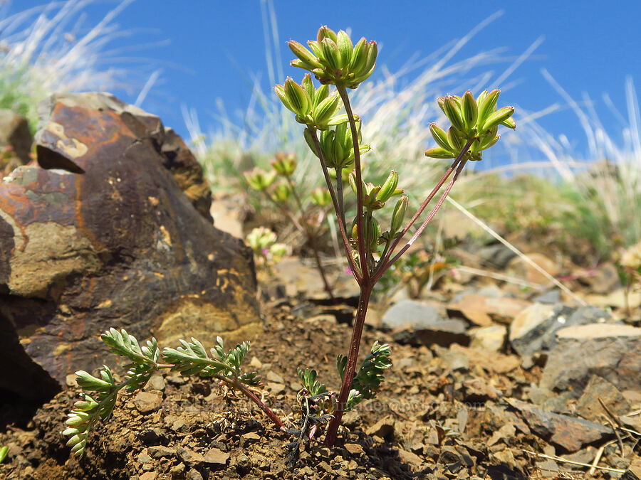 cous biscuitroot, going to seed (Lomatium cous) [Anatone Butte, Umatilla National Forest, Asotin County, Washington]