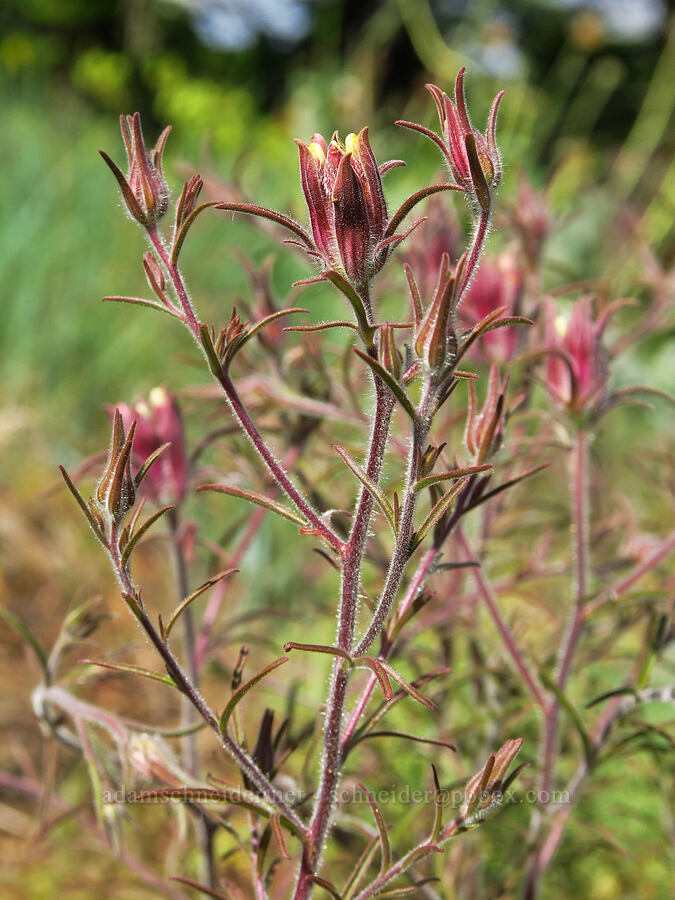 Yakima bird's-beak (Cordylanthus capitatus) [Anatone Butte, Umatilla National Forest, Asotin County, Washington]