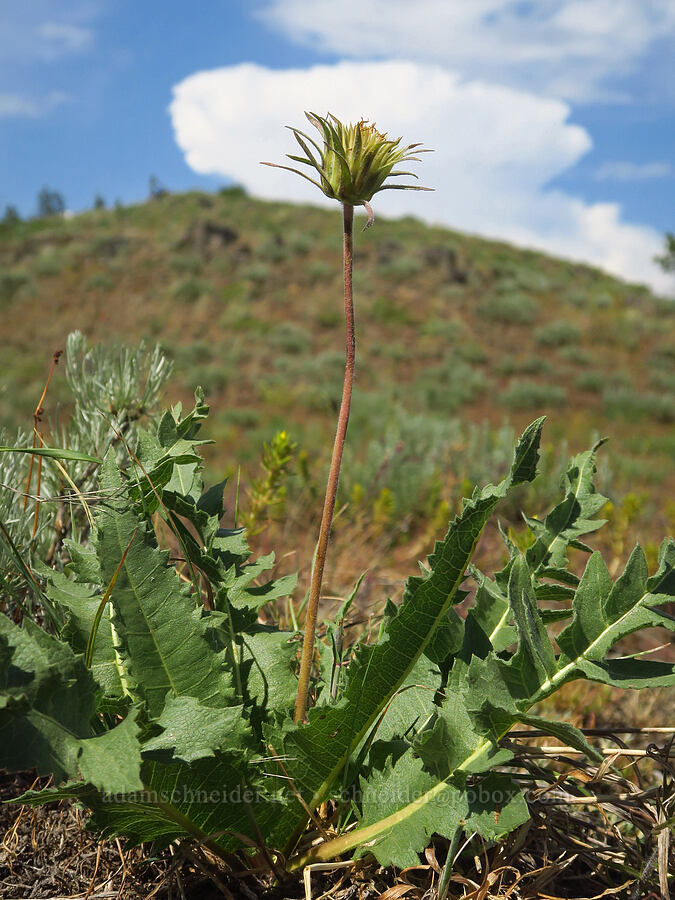 serrate balsamroot, going to seed (Balsamorhiza serrata) [Anatone Butte, Umatilla National Forest, Asotin County, Washington]