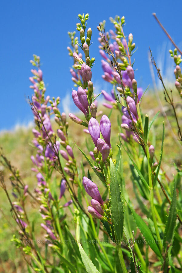 Venus penstemon, budding (Penstemon venustus) [Anatone Butte, Umatilla National Forest, Asotin County, Washington]