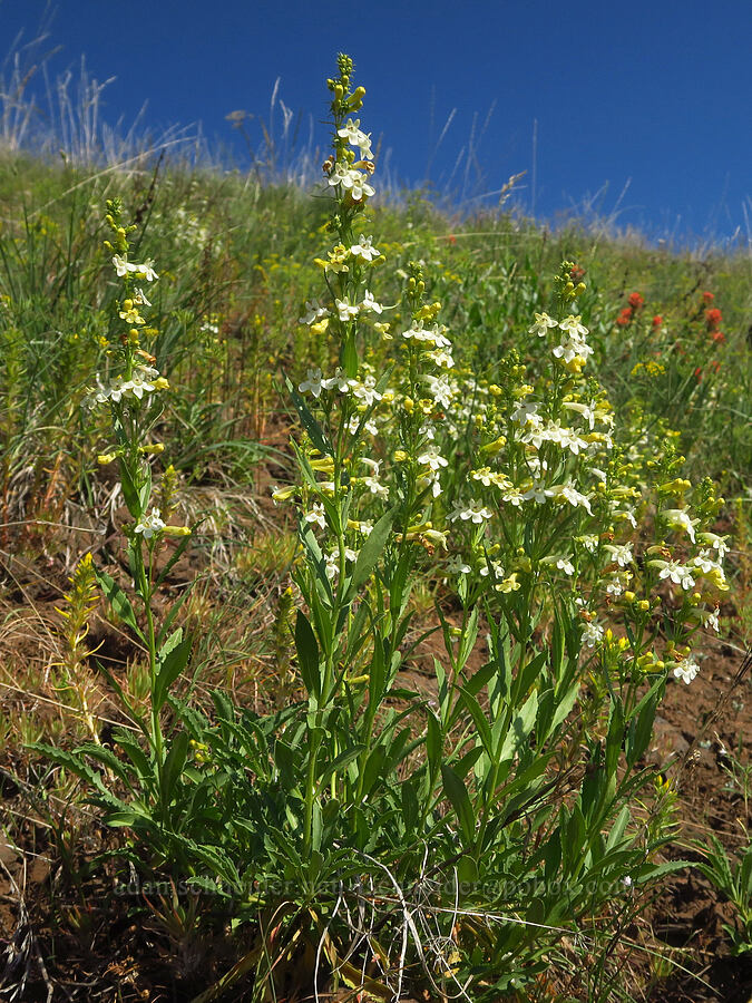 hot rock penstemon (Penstemon deustus) [Anatone Butte, Umatilla National Forest, Asotin County, Washington]