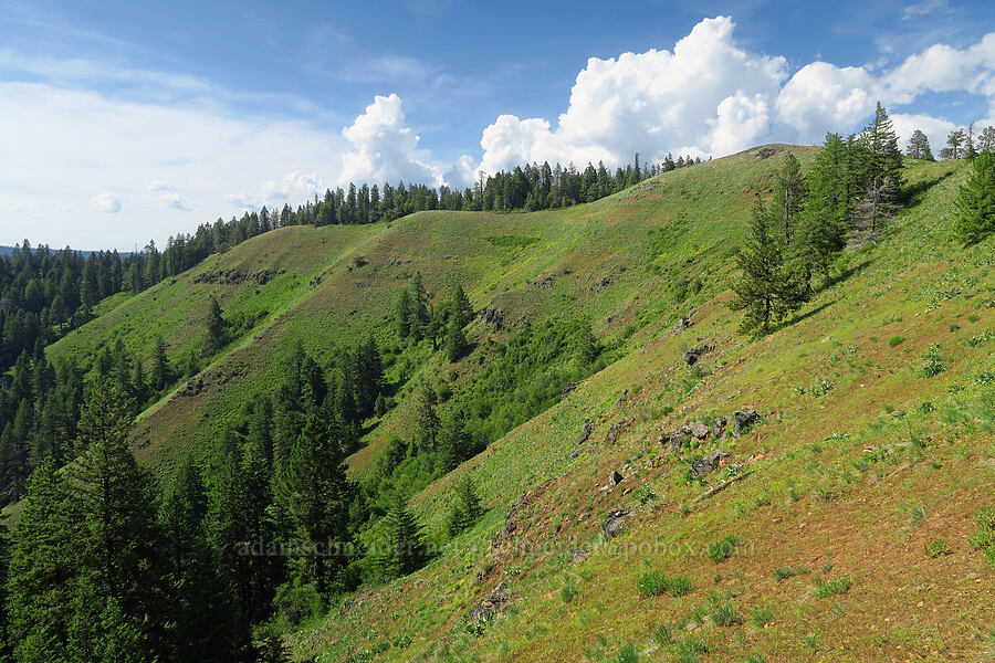 south side of Anatone Butte [Anatone Butte, Umatilla National Forest, Asotin County, Washington]
