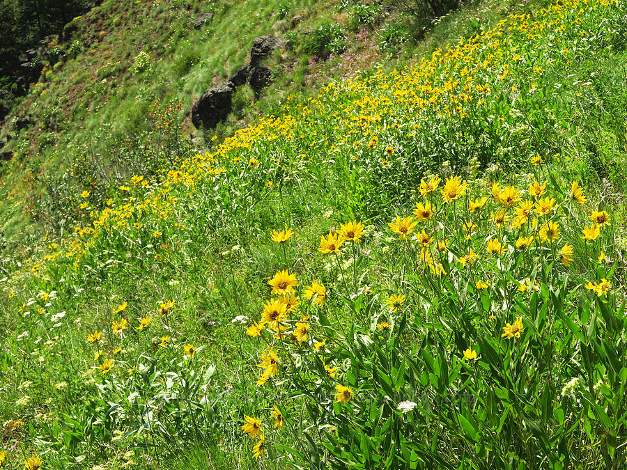 Douglas' sunflowers (Helianthella uniflora) [Anatone Butte, Umatilla National Forest, Asotin County, Washington]