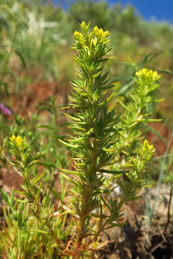 worm-leaf stonecrop (Sedum stenopetalum) [Anatone Butte, Umatilla National Forest, Asotin County, Washington]