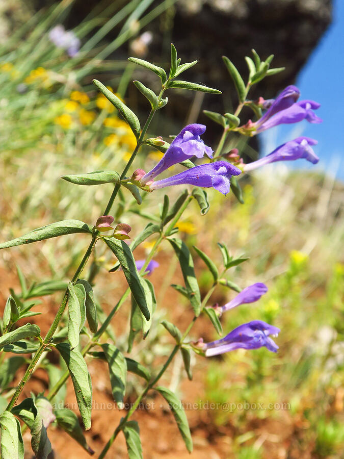 narrow-leaf skullcap (Scutellaria angustifolia) [Anatone Butte, Umatilla National Forest, Asotin County, Washington]