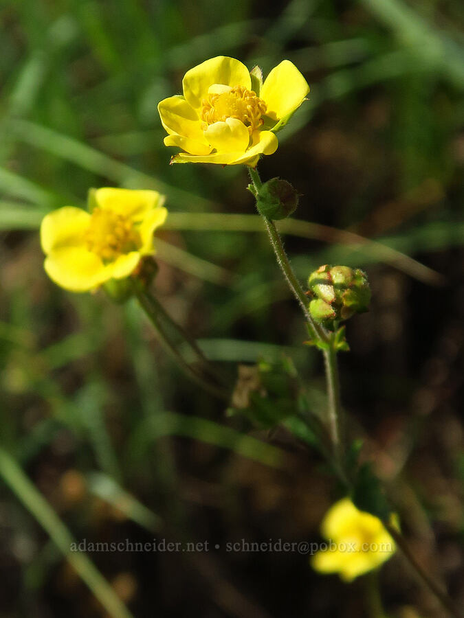 mountain sticky cinquefoil (Drymocallis pseudorupestris (Potentilla glandulosa ssp. pseudorupestris)) [Anatone Butte, Umatilla National Forest, Asotin County, Washington]