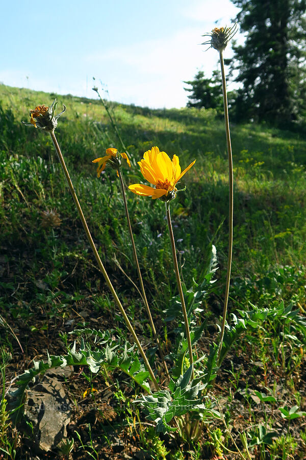 balsamroot (Balsamorhiza sp.) [Anatone Butte, Umatilla National Forest, Asotin County, Washington]
