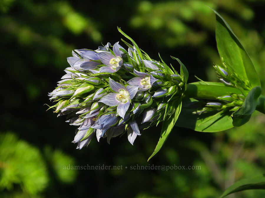 clustered green gentian (Frasera fastigiata (Swertia fastigiata)) [Anatone Butte, Umatilla National Forest, Asotin County, Washington]