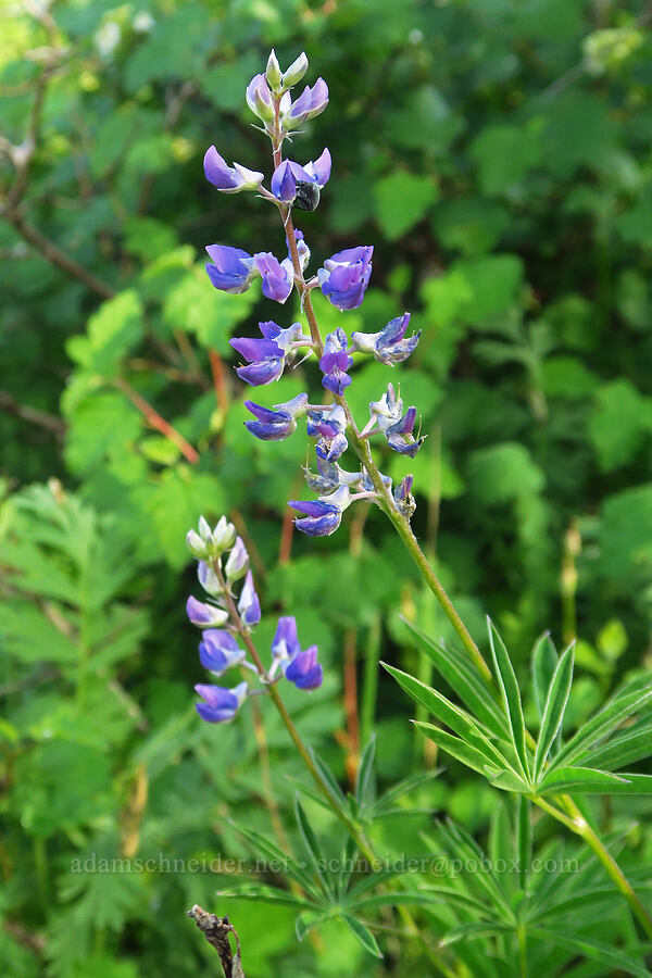 spurred lupine (Lupinus arbustus) [Anatone Butte, Umatilla National Forest, Asotin County, Washington]